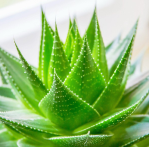 aloe